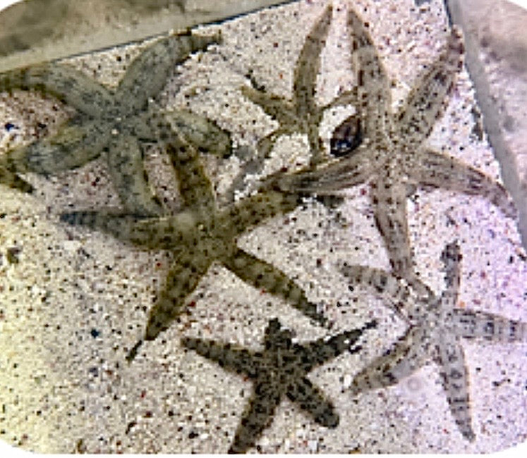Sand sifting starfish