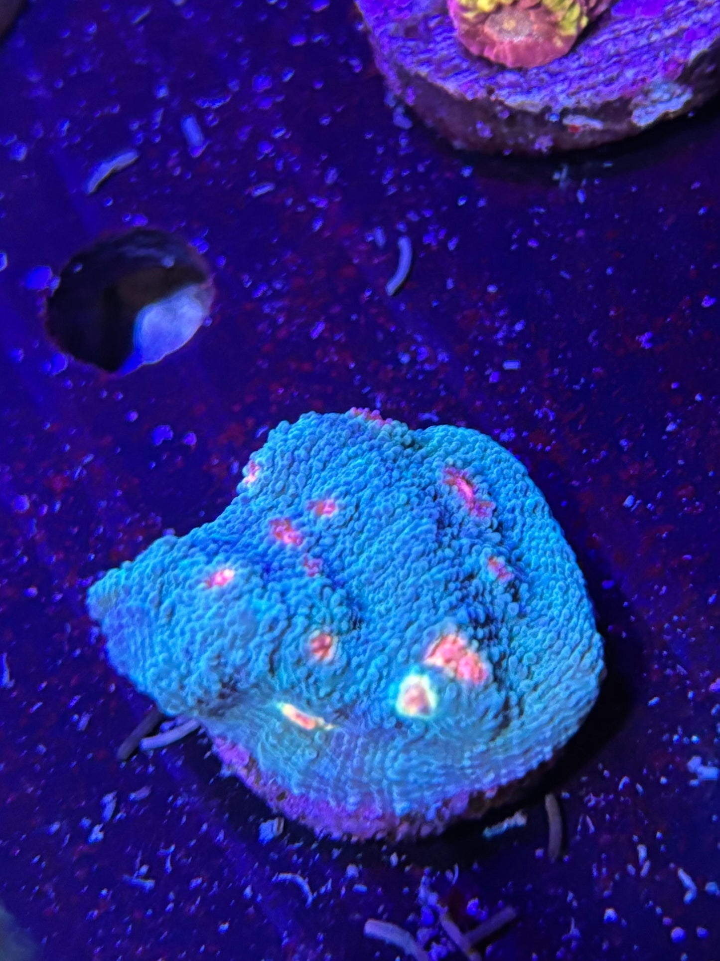 Miami hurricane chalice ￼