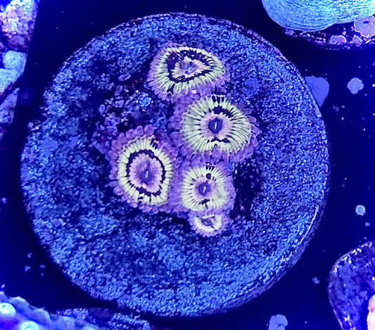 Lemon head zoa