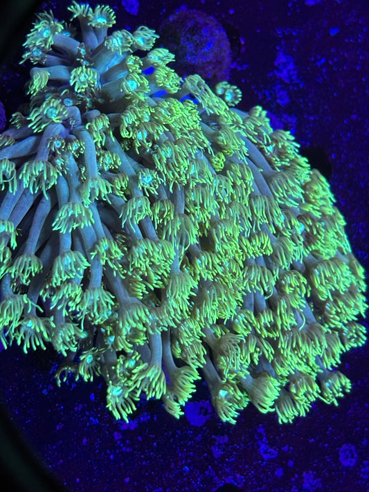 XL Green Goni