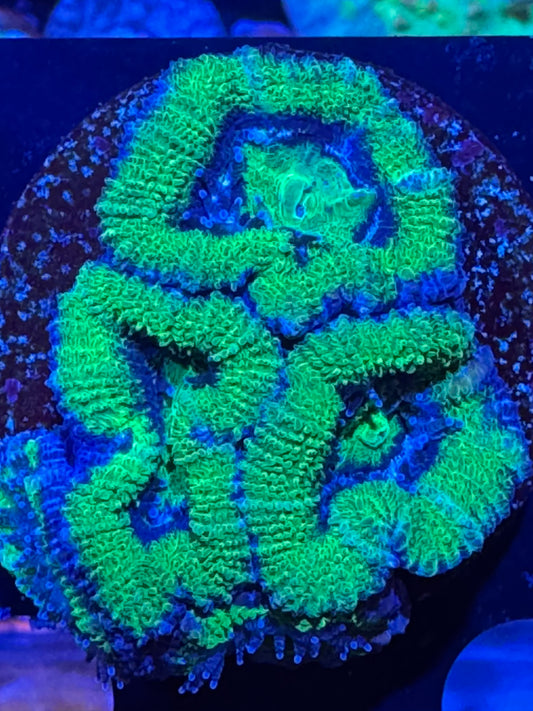 Green acan