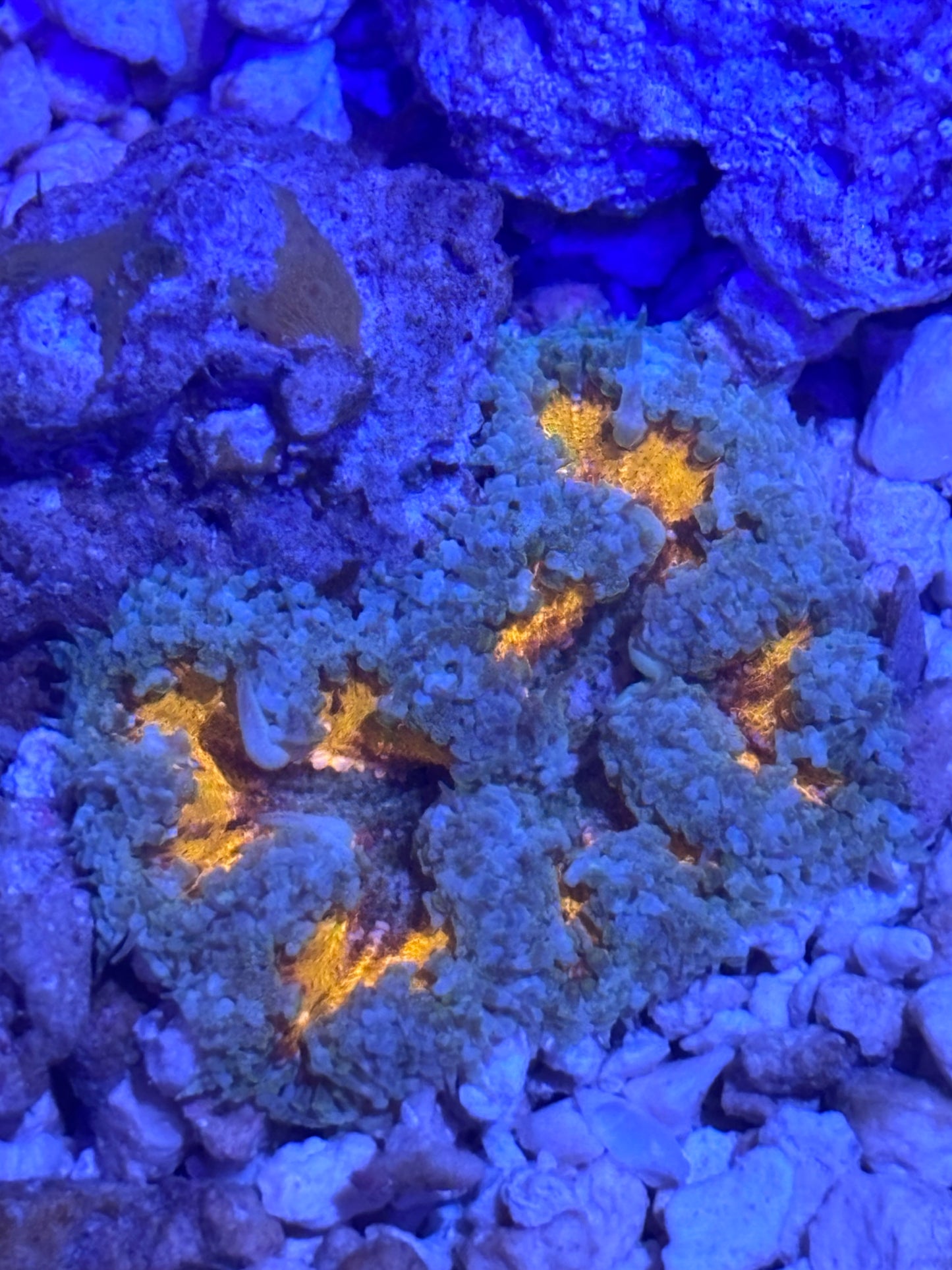 Assorted rock flowers (orange)