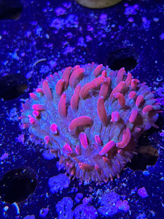 Plate coral