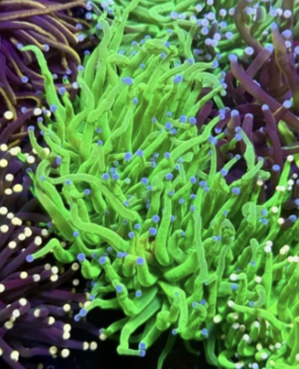 3 head indo lime torch