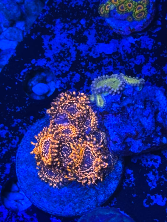 Utter chaos  Zoa ￼