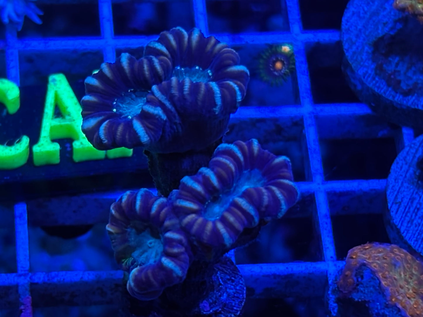 Red trumpet Coral ￼