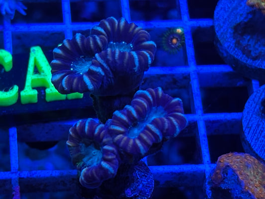 Red trumpet Coral ￼