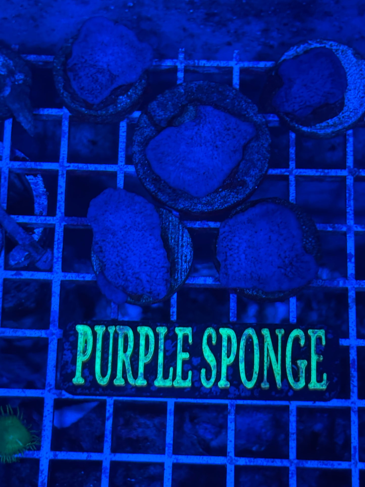 Purple/blue plating sponge