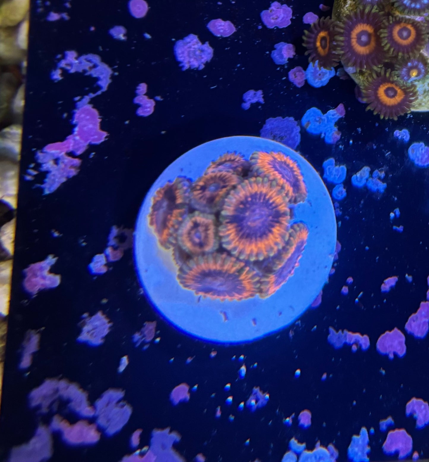 NORTHSTAR ZOA