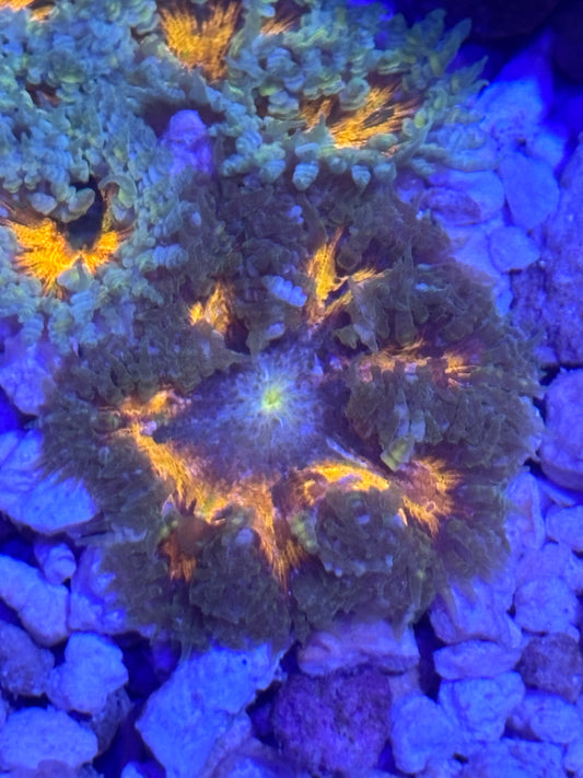 Assorted rock flowers (orange)