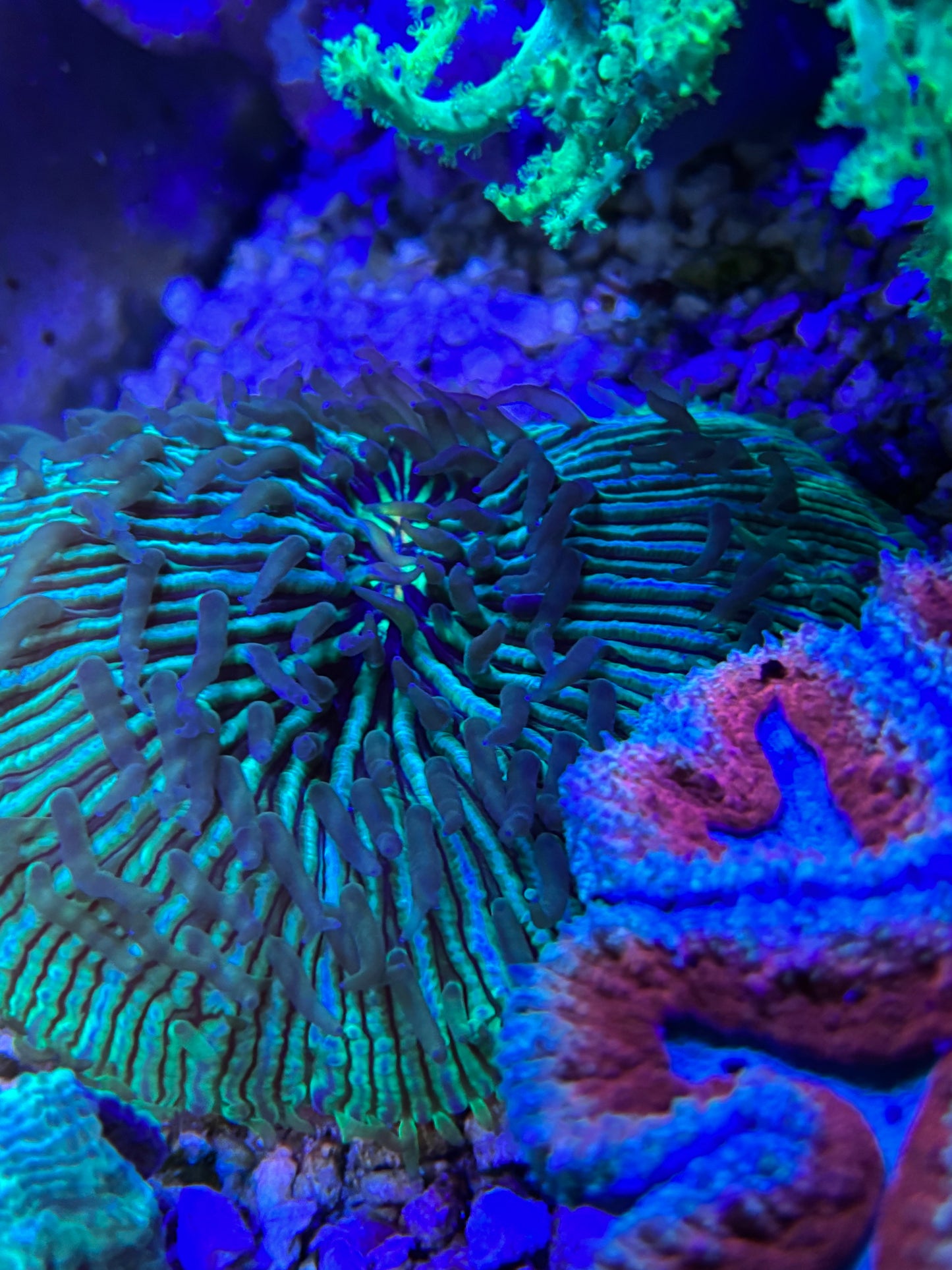 XXL plate coral