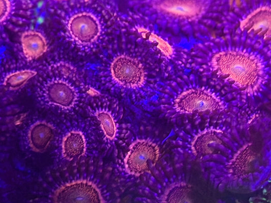 Mohawk zoa/pally￼