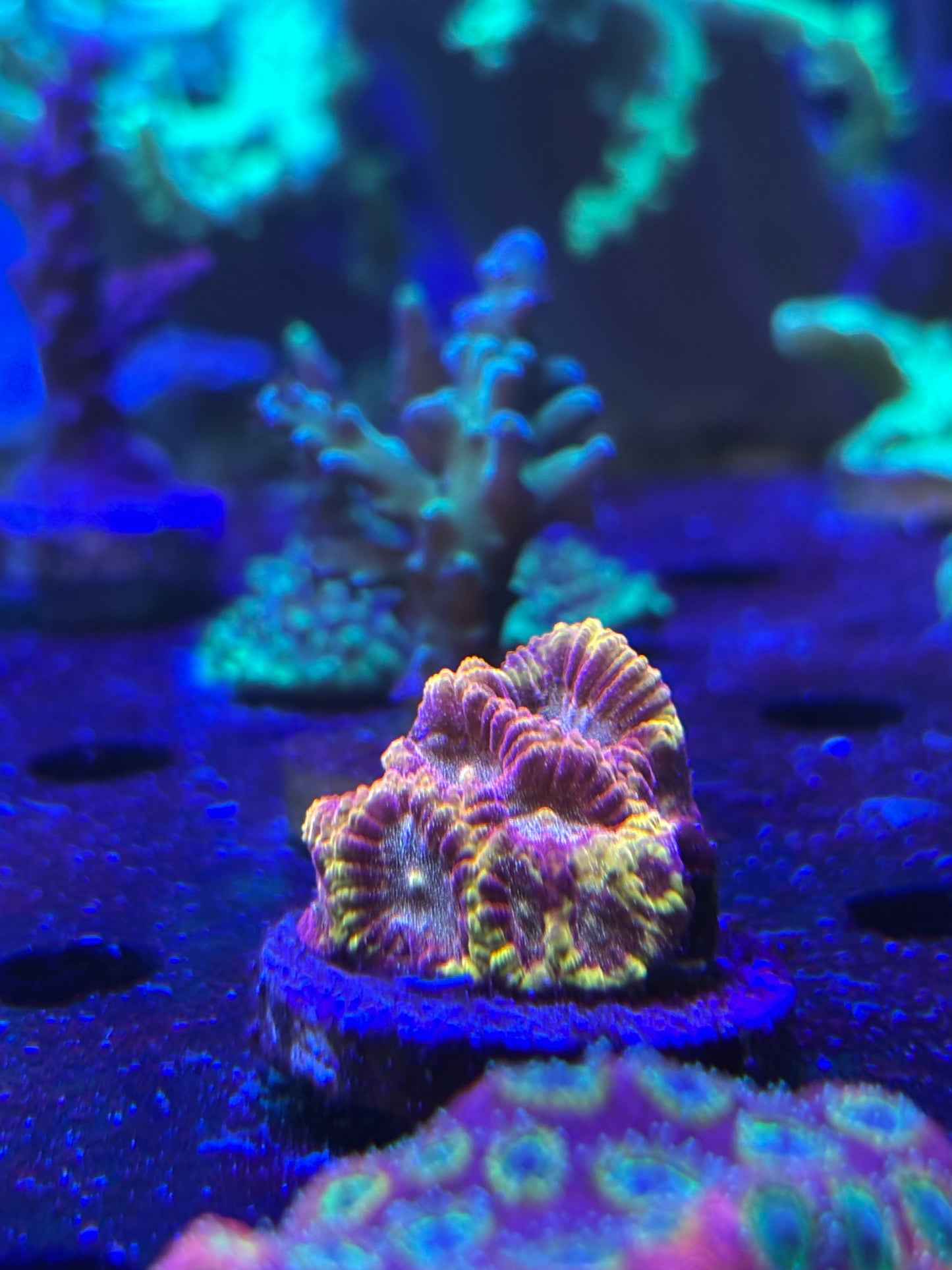 NS yellow rim Favia ￼