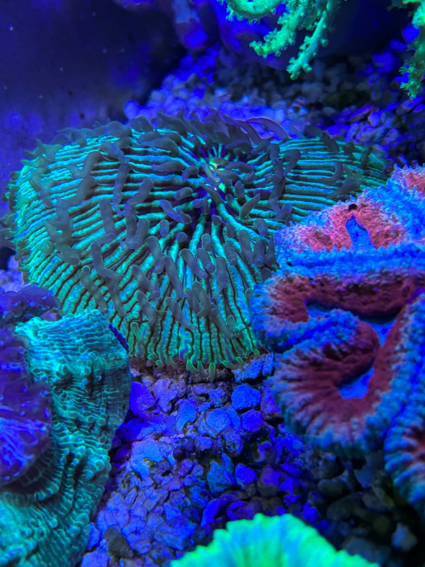 XXL plate coral
