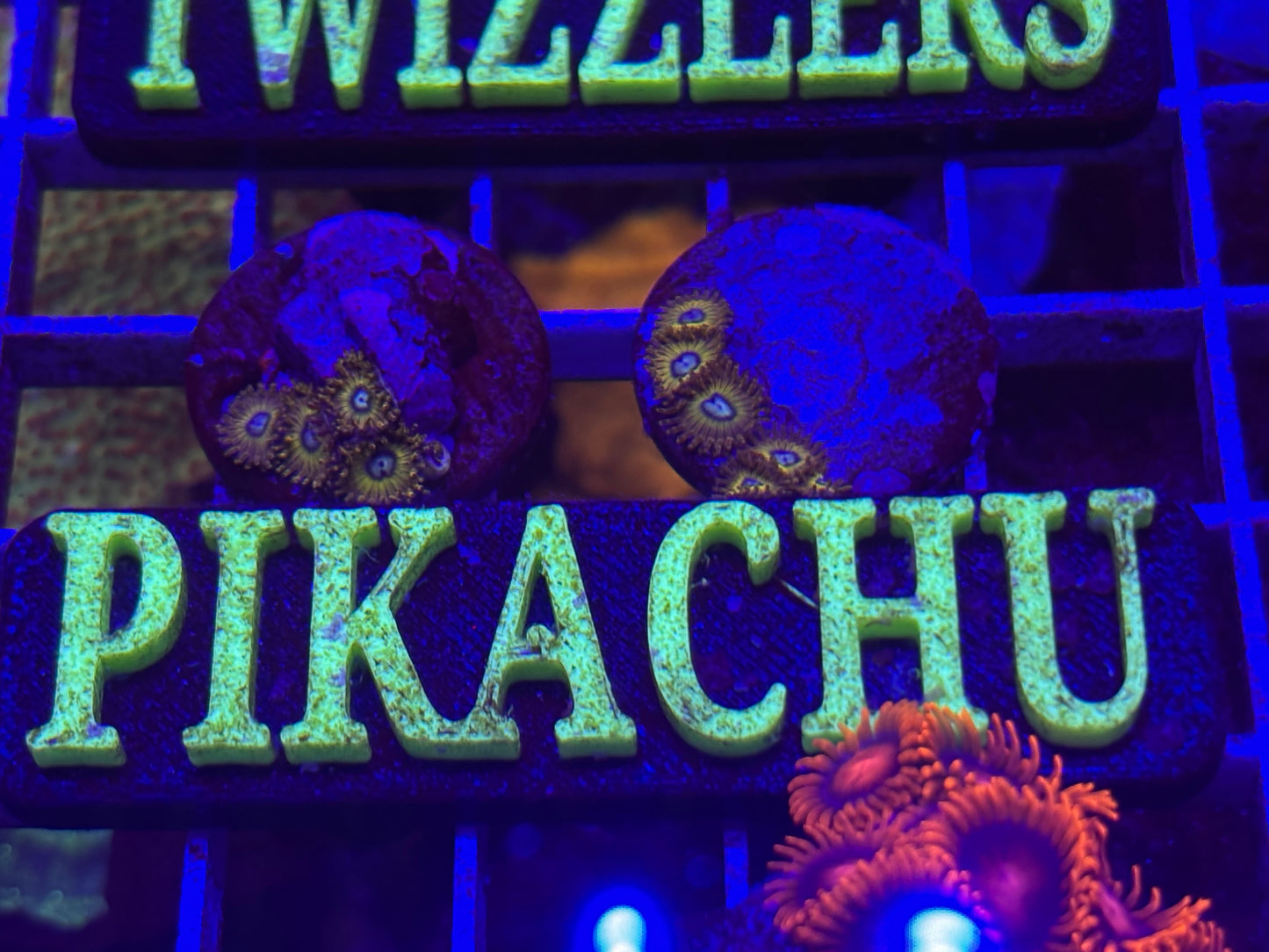 Pikachu Zoa