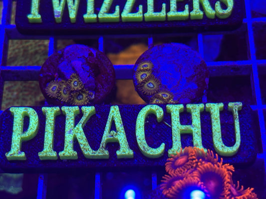 Pikachu Zoa