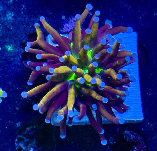 Malaysian 24 K holy grail torch ￼