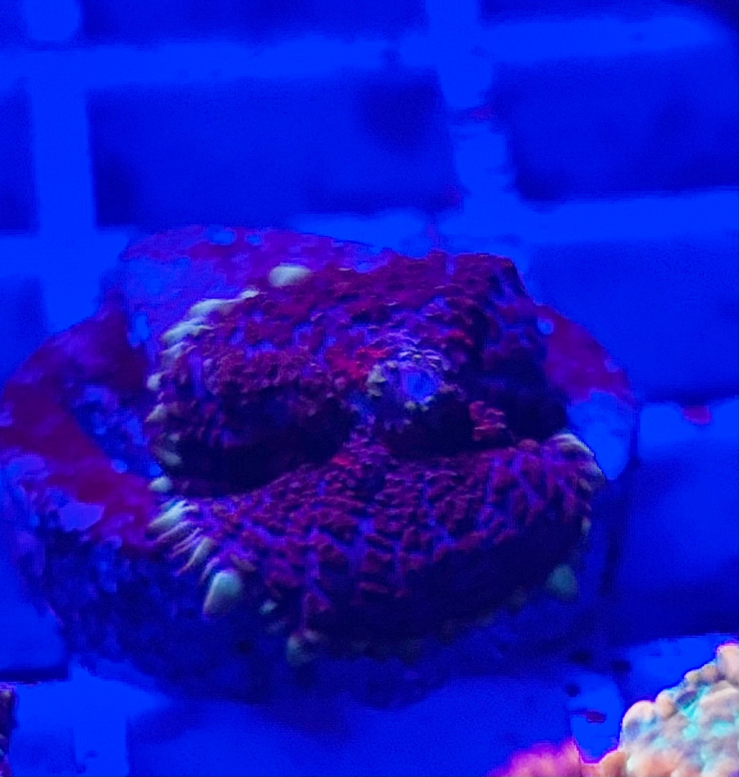 Blown glass mushroom