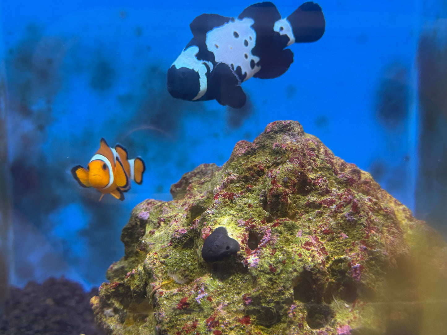 Clownfish pair