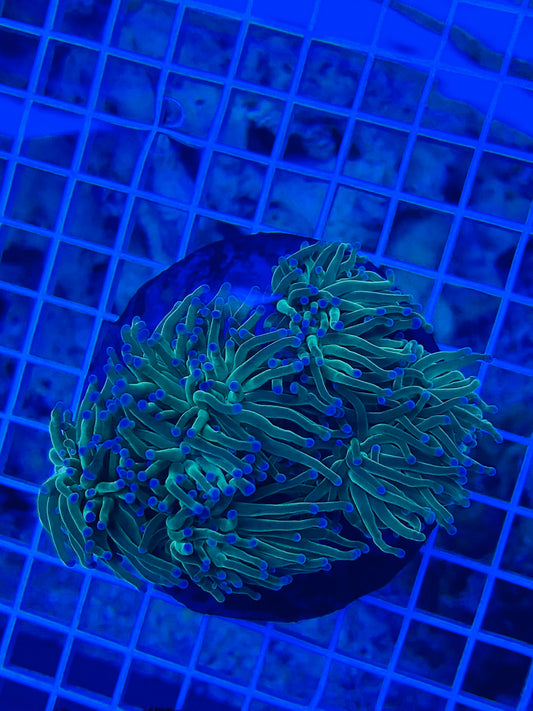 5 headed green torch