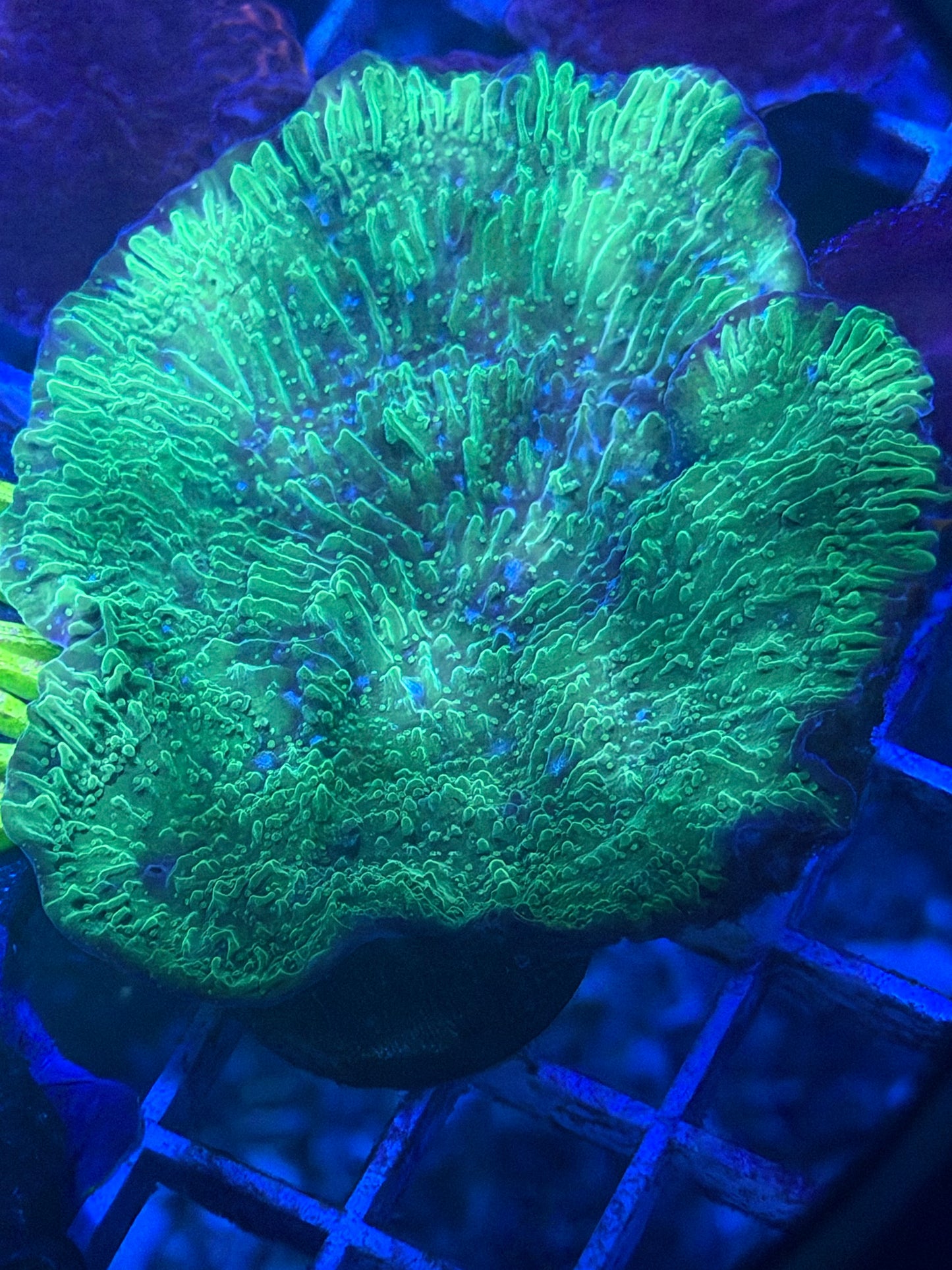 Green Montipora