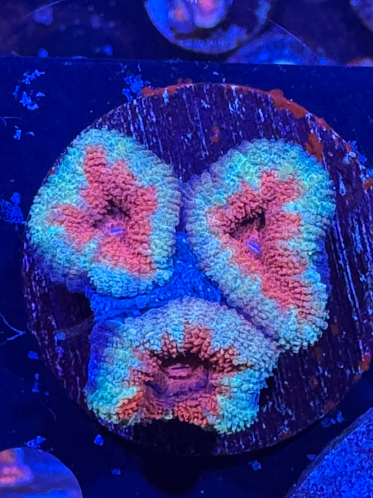 Ultra acan