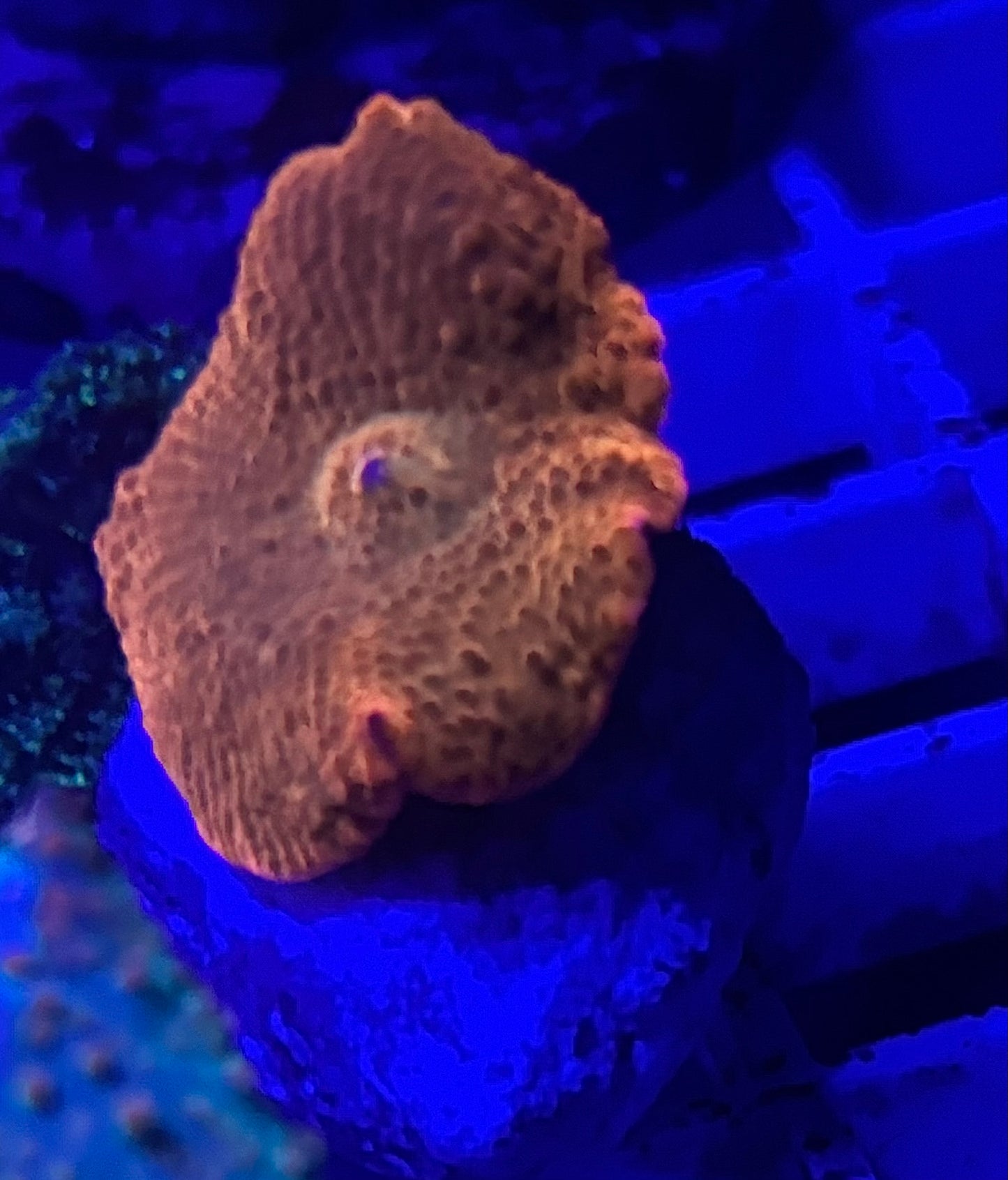 Orange disco mushroom