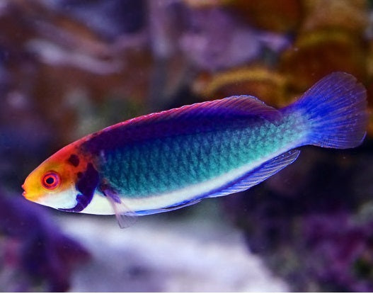 Solar wrasse