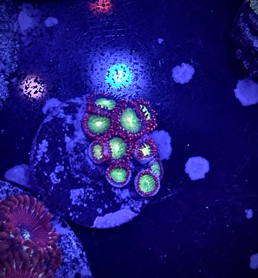 Emeralds on fire zoa