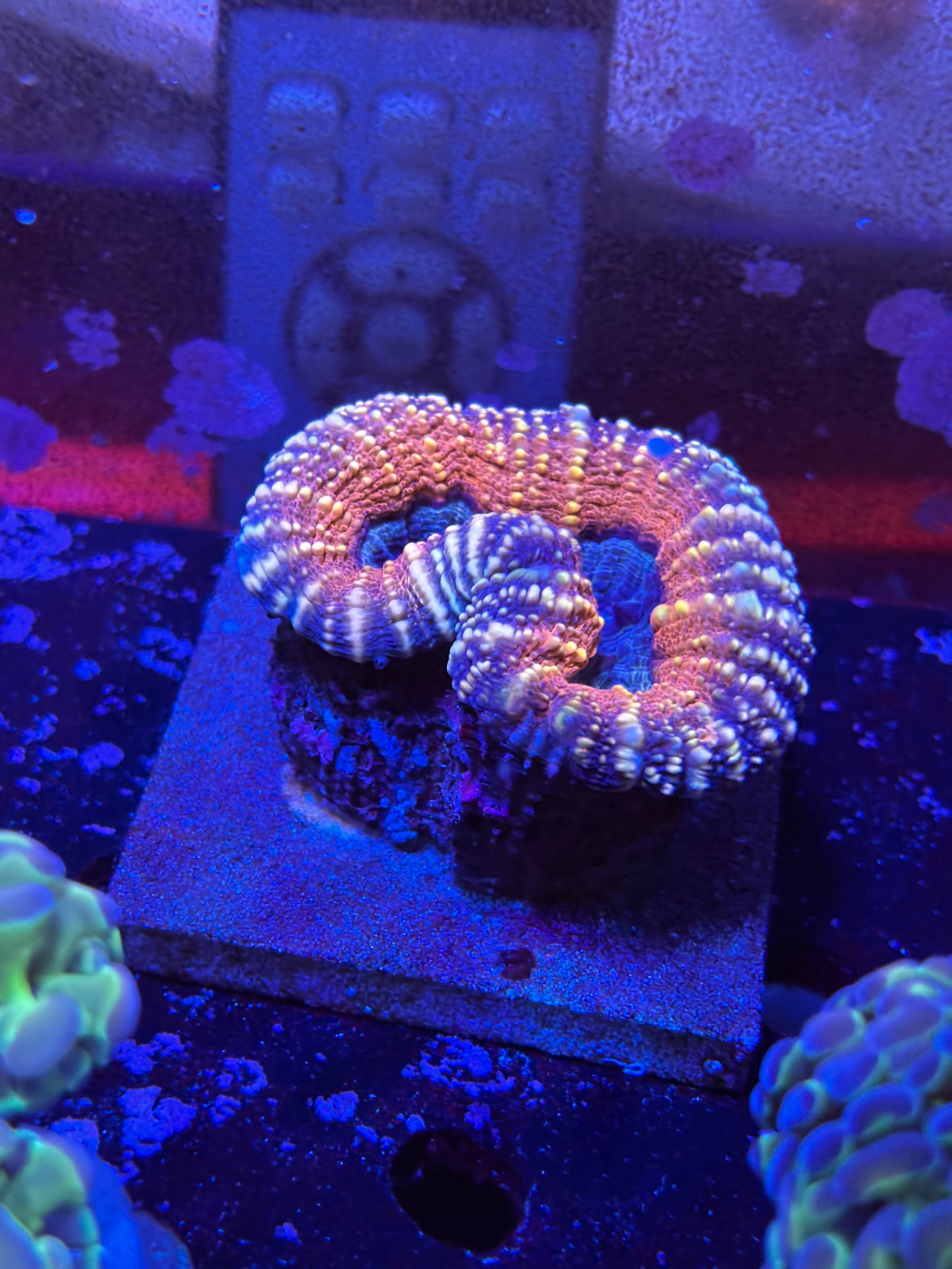 Lobo purple and orange/red