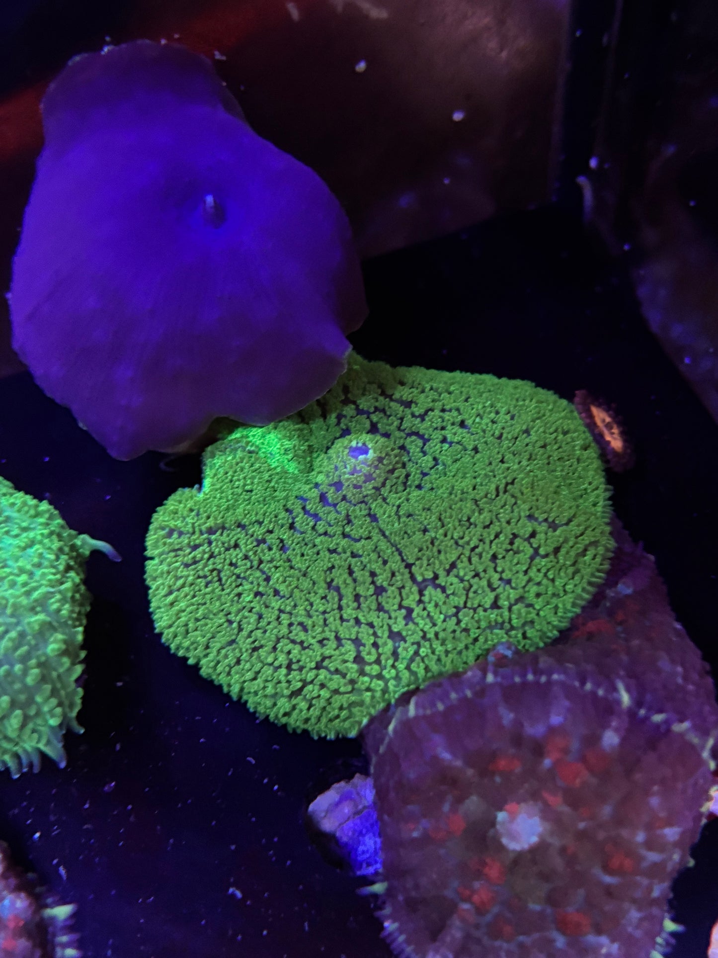 Neon green carpet mushroom