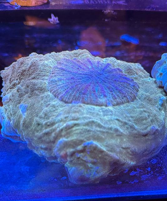 Golden acantho