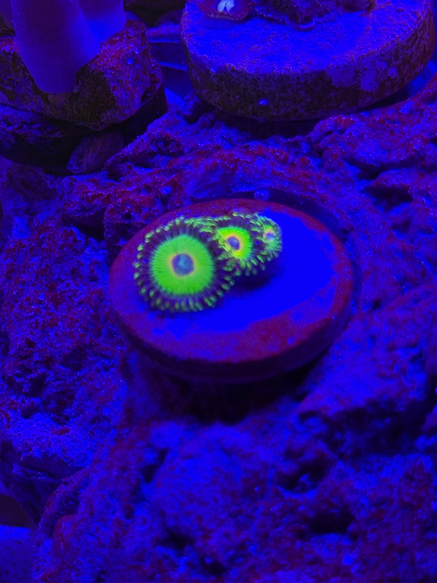 Island time zoa