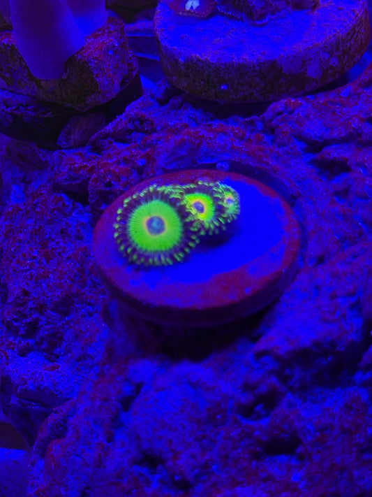 Island time zoa