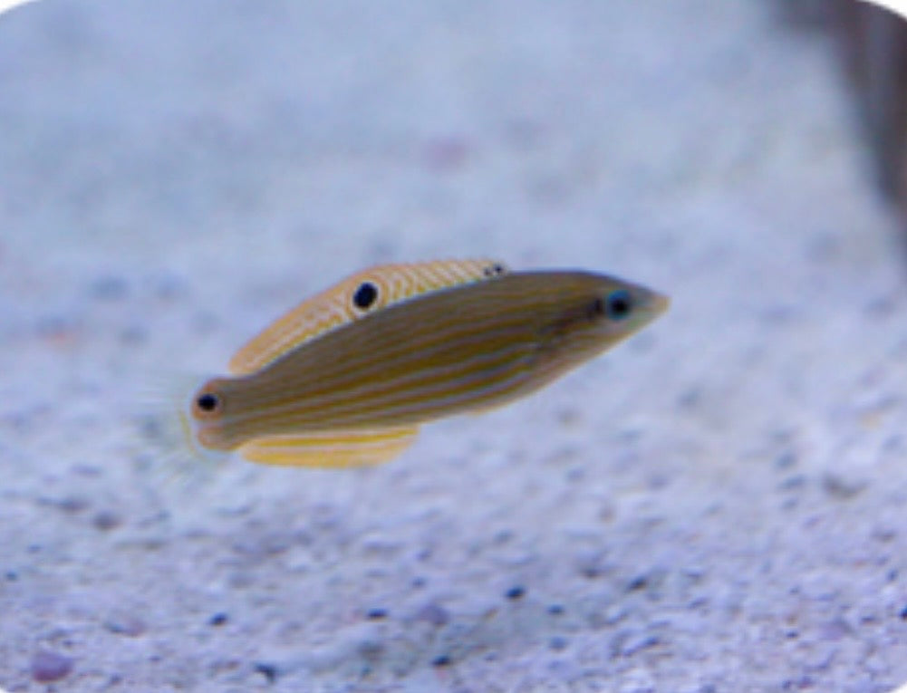 Melanirus wrasse