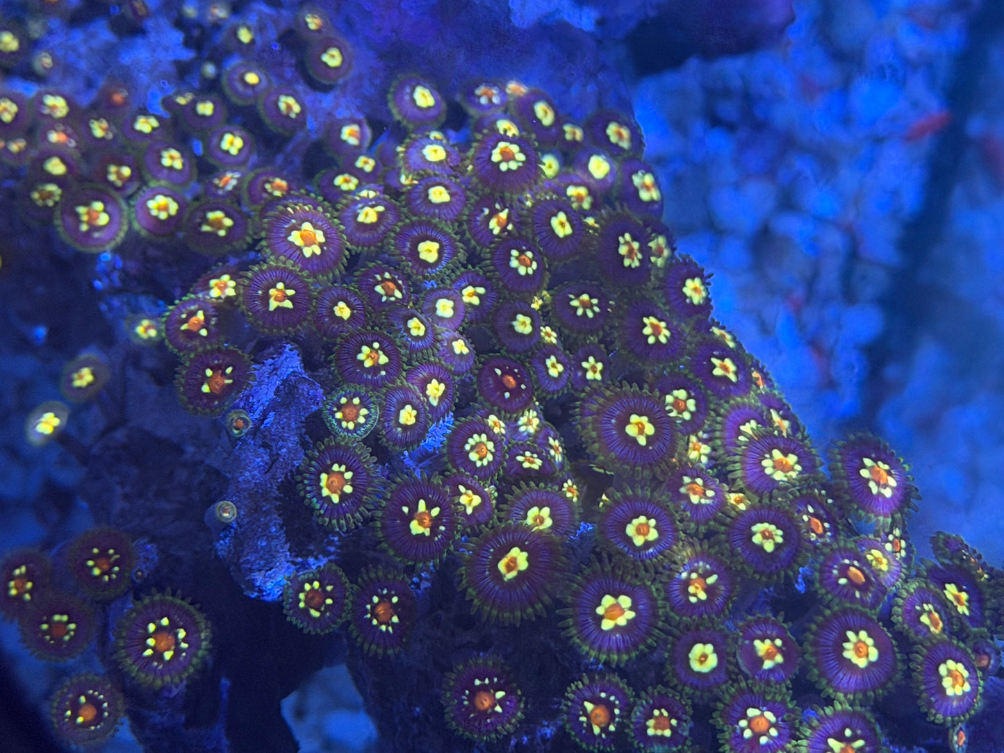 Daisy Cutters Zoa