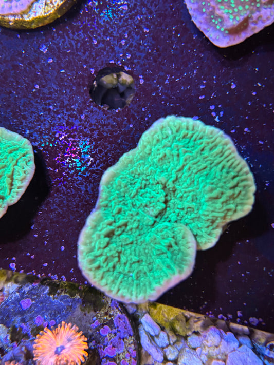 Green Montipora