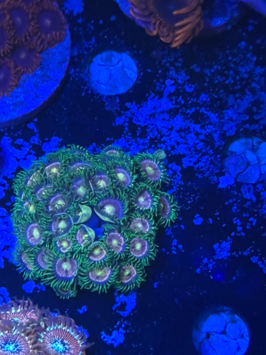 Nirvana Zoa ￼