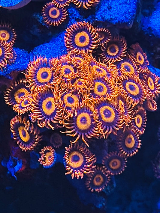 Orange oxide Zoa