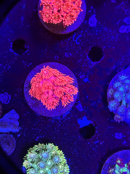 Red Goni Frag