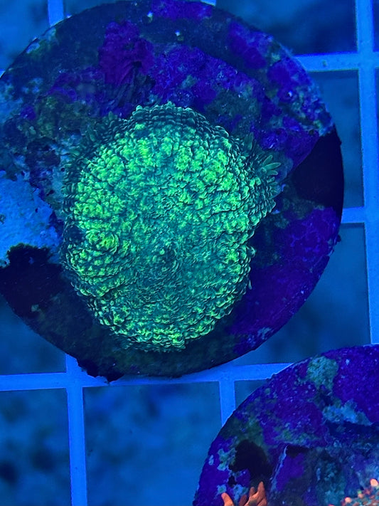 Toxic green mushroom ￼