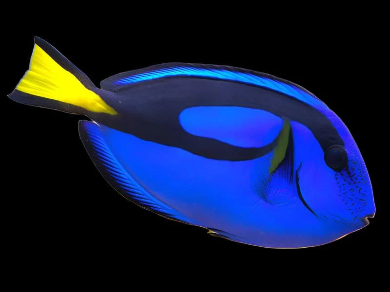 Blue hippo tang