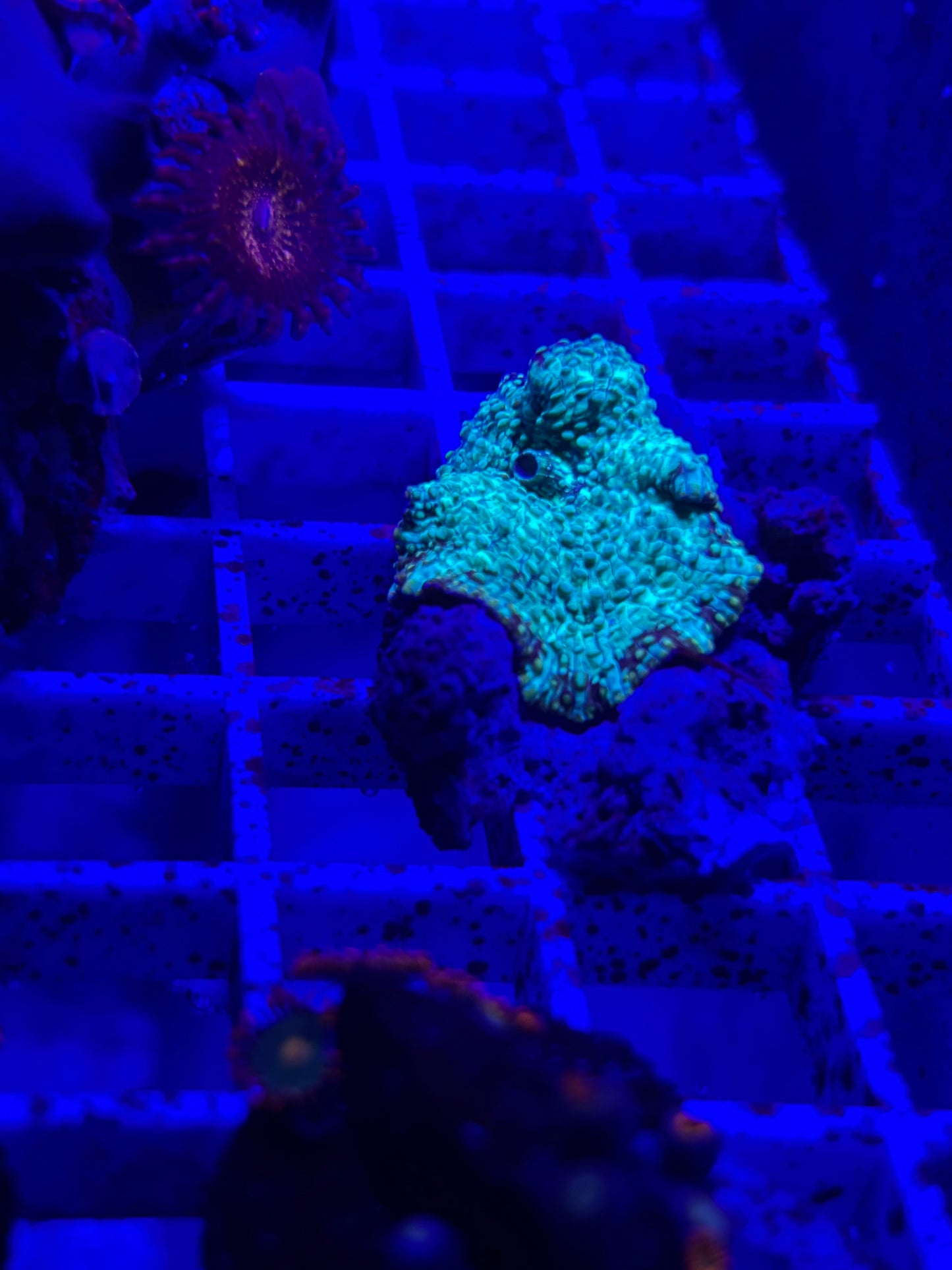 Green camo disco mushroom