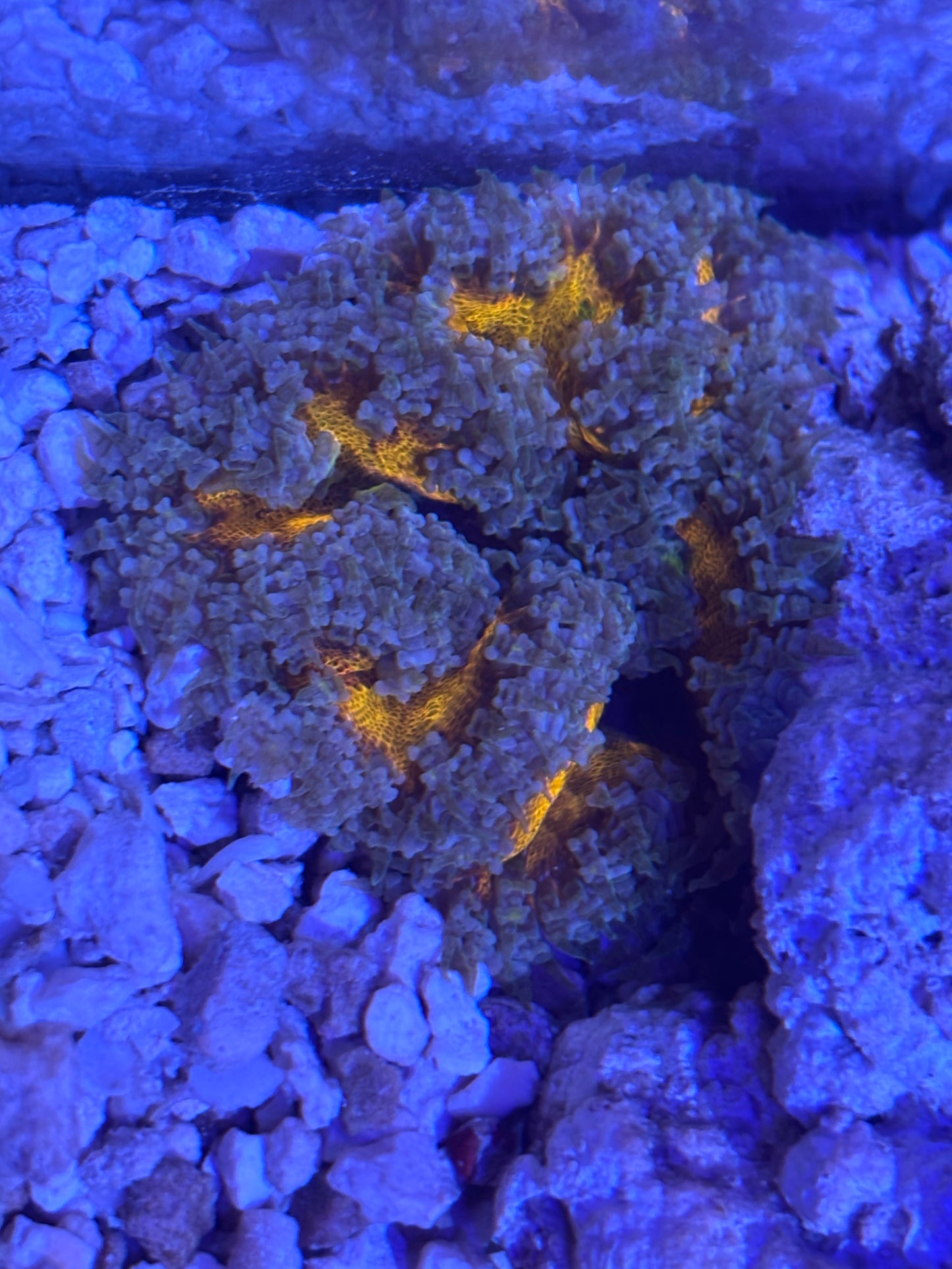 Assorted rock flowers (orange)