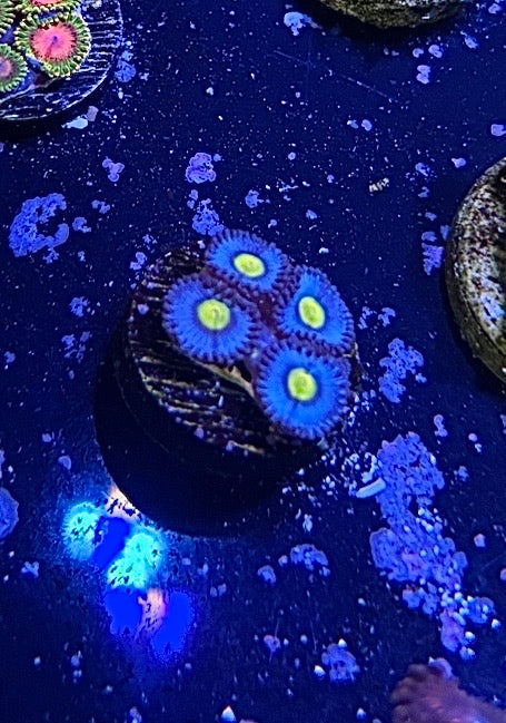 AOI Zoa