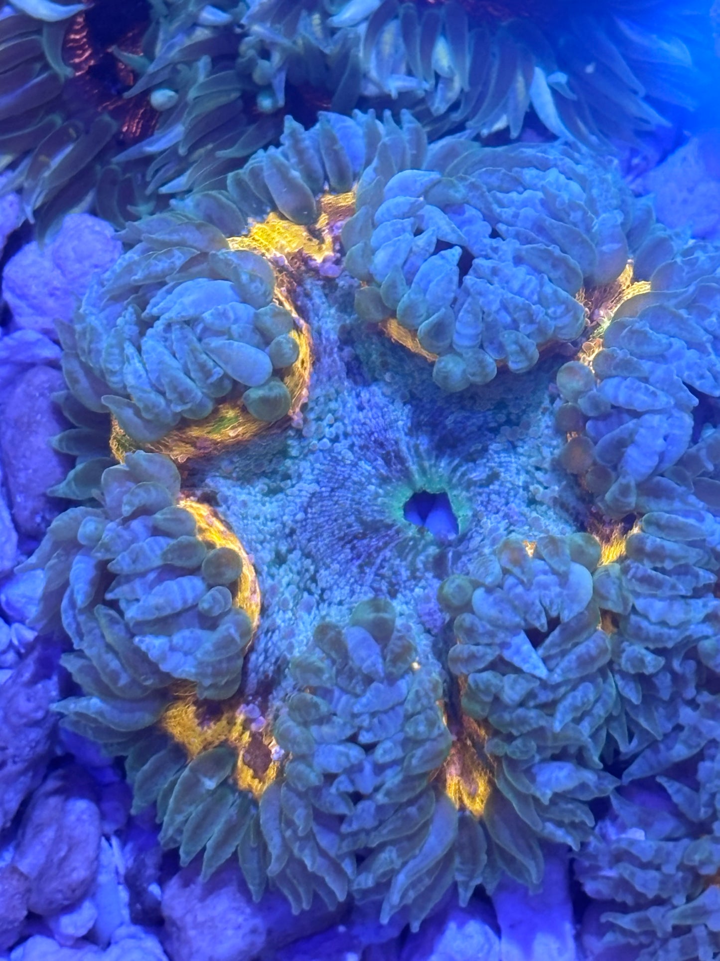 Assorted rock flowers (orange)