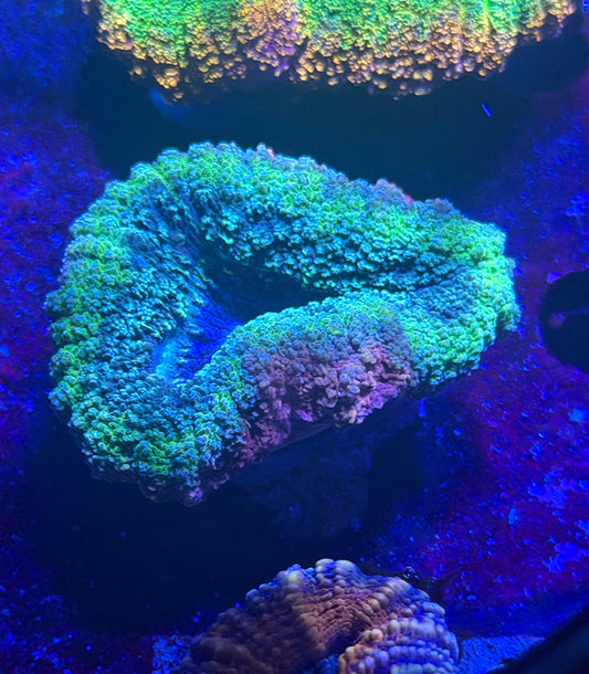 Green and red lobo