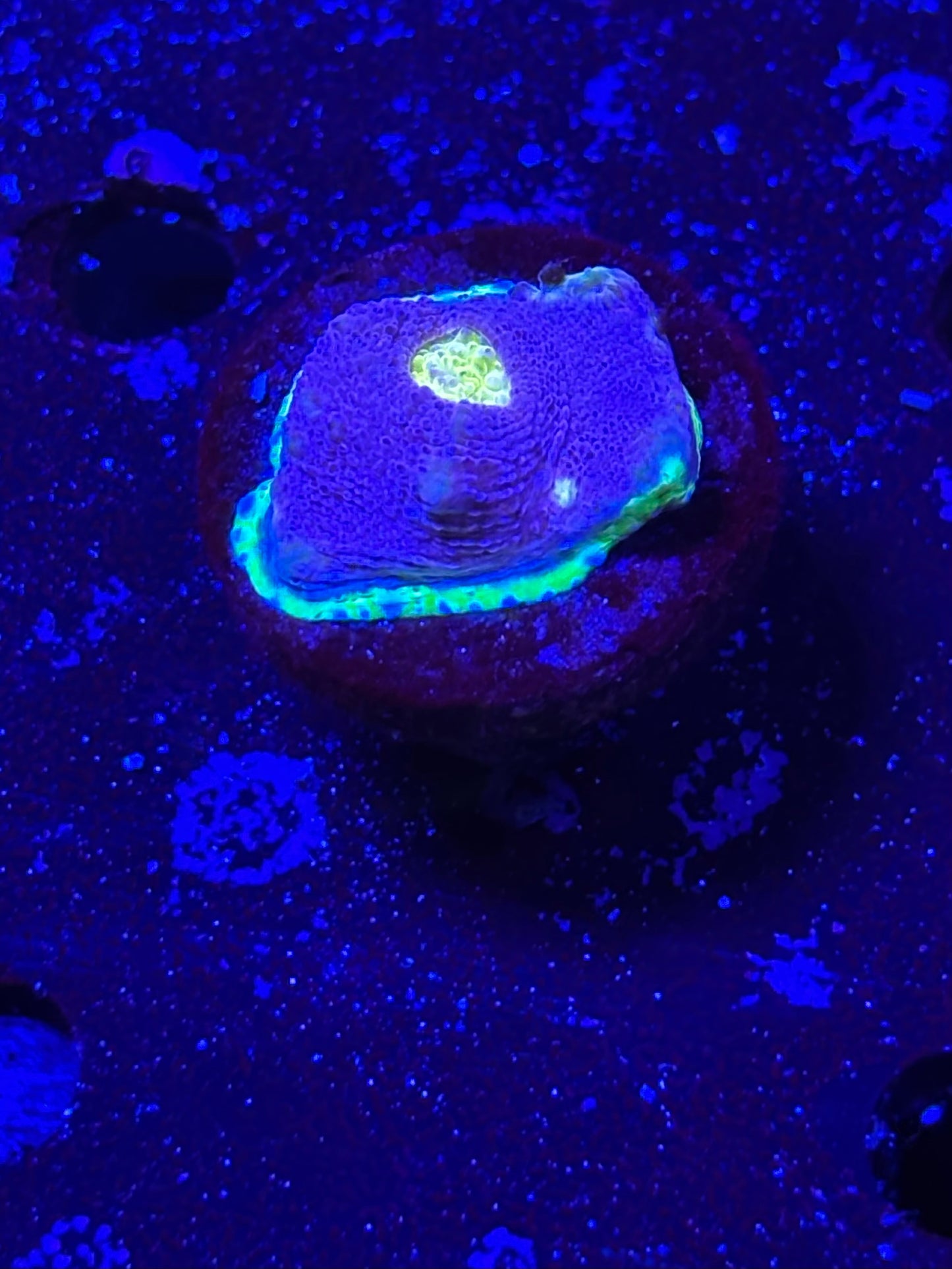 Jellybean chalice