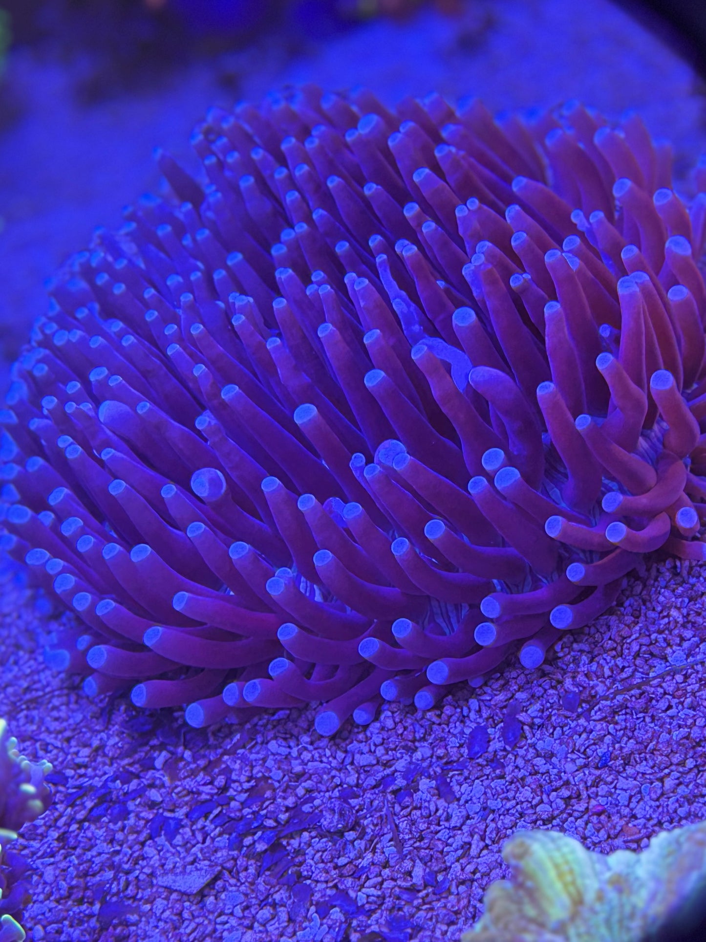 XXL Long tentacle plate Coral ￼