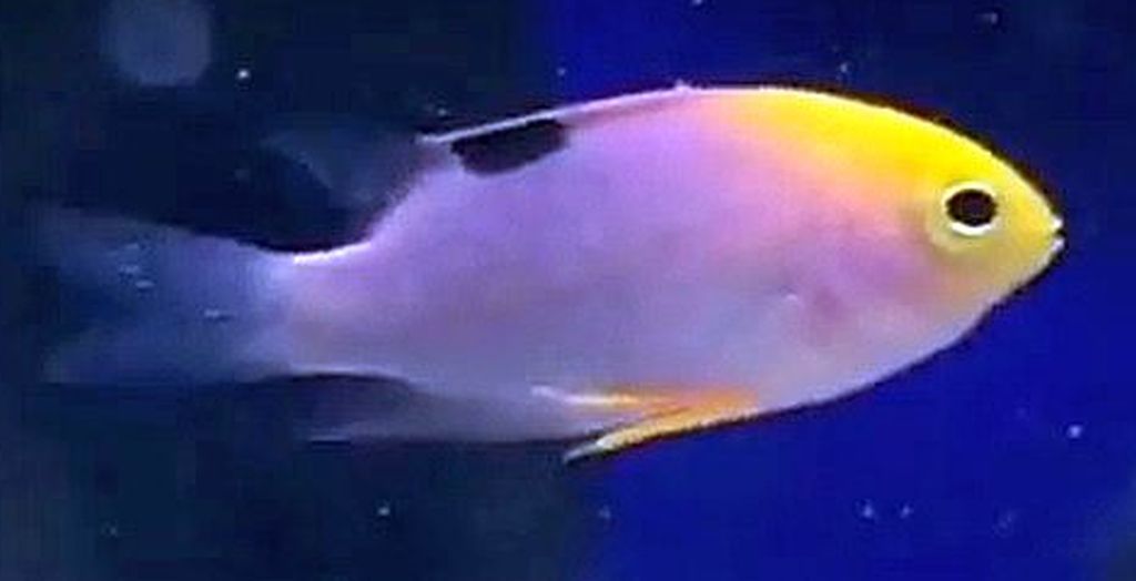 Talbot Damsel fish